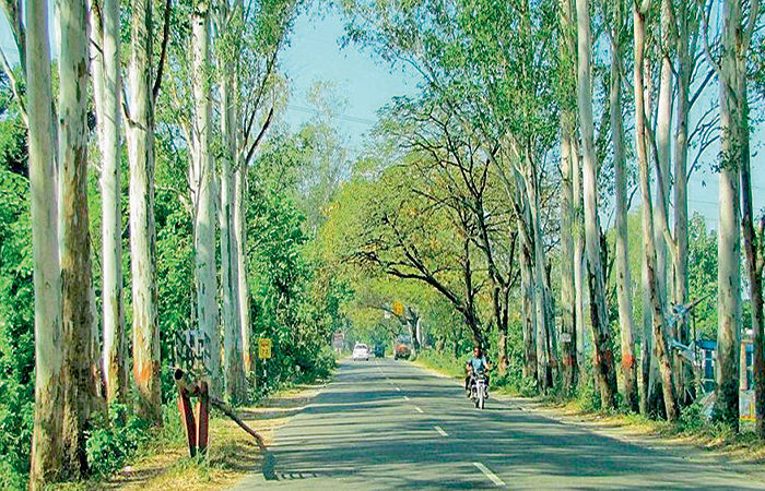 એક અદ્ભૂત વૃક્ષ : નીલગીરી                                     .