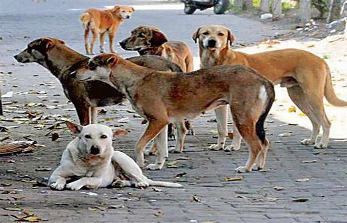 સ્થાનિક તંત્ર કામ નથી કરતું એટલે રખડતા કૂતરાનો વિવાદ વકર્યો : સુપ્રીમ
