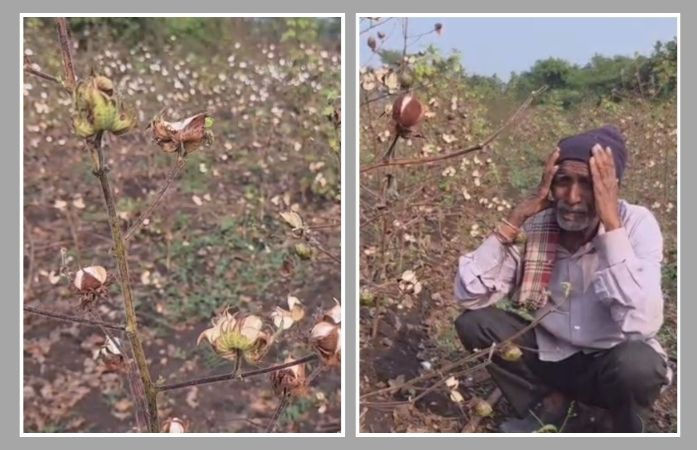 આર્થિક સંકટમાં છોટાઉદેપુરના ખેડૂતો: કપાસની ખેતી નષ્ટ થઈ, સરકારી સહાય હજીયે 'શૂન્ય'!