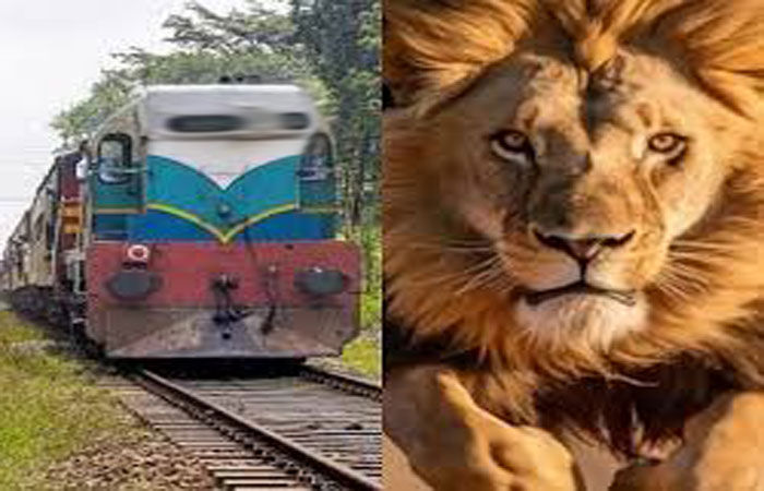 જૂનાગઢ-વેરાવળ ટ્રેનને ઈમરજન્સી બ્રેક મારી 6  સિંહને બચાવી લેવાયા