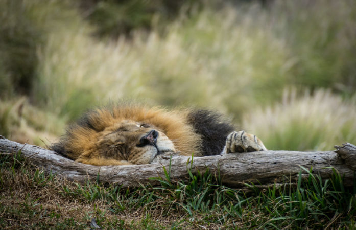 Illness outbreak: 28 lions succumb to organ failure, pneumonia, and other diseases in six months
