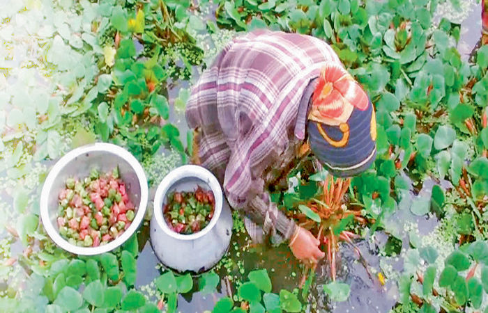 પાણીમાં ઉછરતો પાક શિંગોડા                           .