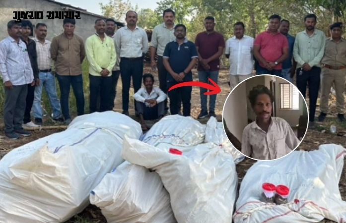 VIDEO| છોટા ઉદેપુર: કોલીયાથોર ગામે ખેતીની આડમાં ગાંજાનું વાવેતર, 78 લાખના જથ્થા સાથે માલિકની ધરપકડ