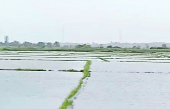 ખેડૂતોની 68,000 અરજી સામે 30,000 અરજી જ મંજૂર : માત્ર 9,071 ખેડૂતોને રૂ. 14.70 કરોડની સહાય ચૂકવાઈ