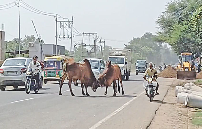 નડિયાદ- કપડવંજ હાઈવે પર આખલા બાખડયા : લોકોના જીવ તાળવે ચોંટયા
