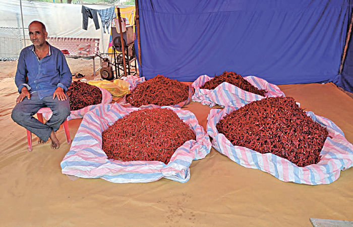 ધ્રાંગધ્રામાં લાલ મરચાંના ભાવમાં તેજી : 30 થી 40 ટકા સુધીનો ભાવ વધારો