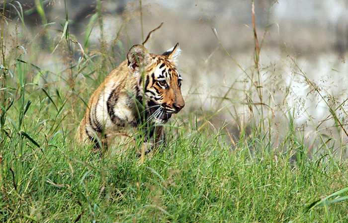 Operation launched to nab tiger from BJP leader’s farmhouse in UP