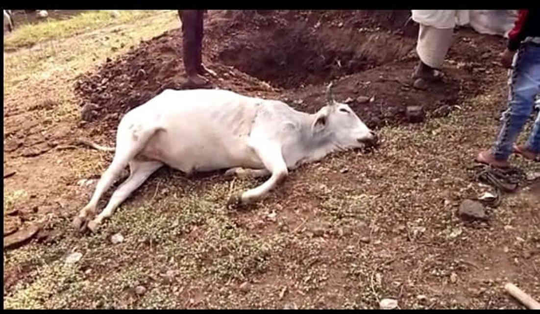 લીમખેડા, ગરબાડા તેમજ ઝાલોદ તાલુકામાં ૨૦ પશુના રહસ્યમય મોત
