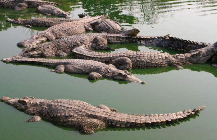 City of crocs: Vadodara’s Vishwamitri home to 442 crocodiles