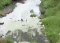Gujarat industries take advantage of unseasonal rain, dumps chemical water in Narmada