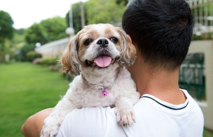 AMC hikes pet dog registration charge from ₹200 to ₹500