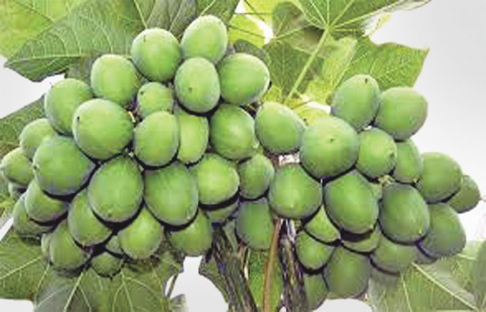બાયોડીઝલ જેત્રોફા વિશે વિસ્તૃત જાણકારી                        .