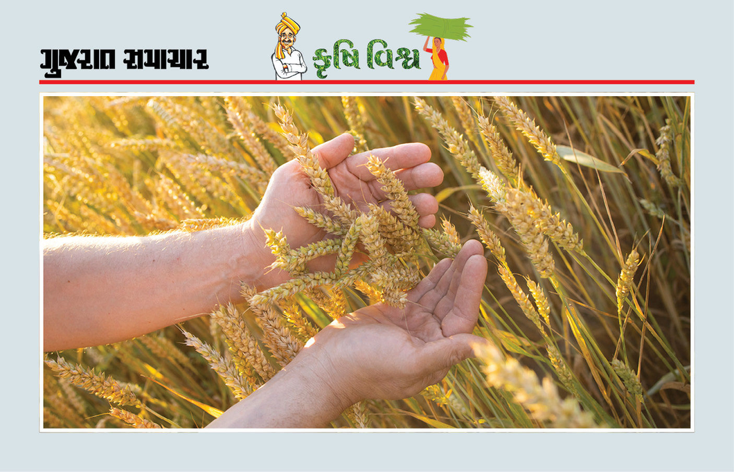 ઘઉંનું ઉત્પાદન ઘટે તો તેની ચિંતા ન કરો, જાણો ઉત્પાદકતા અને ગુણવત્તા જાળવવાની રીત