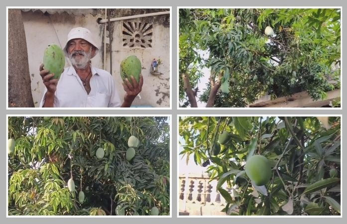 કુદરતનો કરિશ્મા કે ખેડૂતની કમાલ!, અમરેલીના ધારીમાં એક જ આંબાના વૃક્ષ પર પાકે છે 14 પ્રકારની કેરીઓ