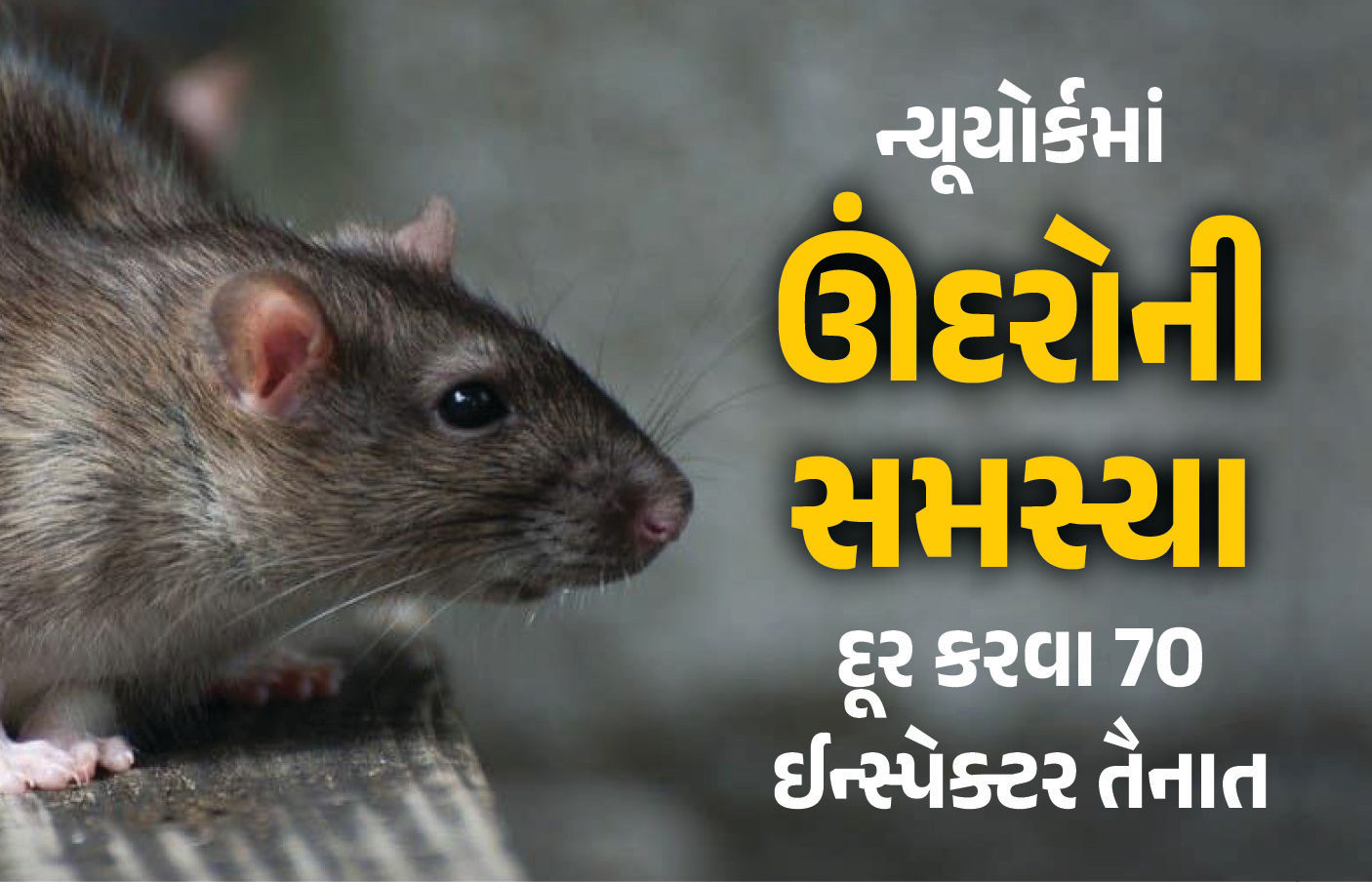 અમેરિકાની આર્થિક રાજધાની ઊંદરોની સમસ્યાથી ત્રસ્ત, 'ઓપરેશન કંટ્રોલ' માટે 70 ઈન્સ્પેક્ટર તૈનાત