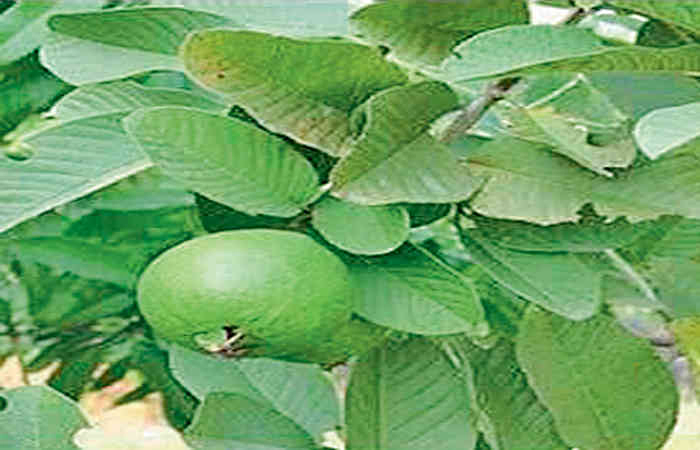 જમરૂખના ફાયદાકારક પાન