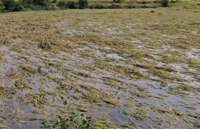 ખેડૂતો માટે પાક નુકસાની સહાય મેળવવા અરજીની સમય મર્યાદા વધારાઈ, જાણો છેલ્લી તારીખ