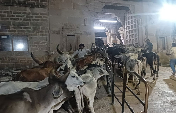 શ્રીજી ભકત ગૌસેવકે પોતાની ગાયો સાથે 450 કિ.મી.ની પદયાત્રા કરી દ્વારિકામાં કાળિયા ઠાકોરના દર્શન કરાવ્યા