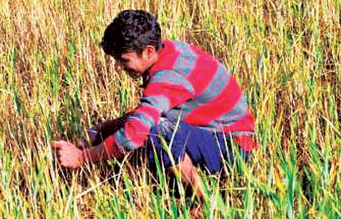 જય જવાન જય કિસાન દુશ્મનોને બનાવે નિશાન