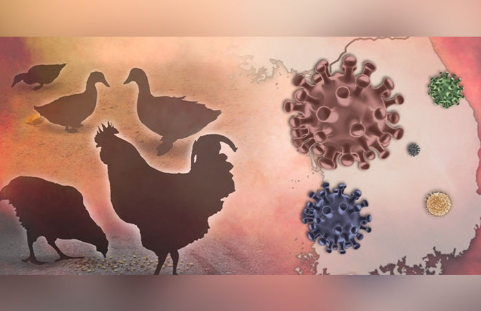 ગુજરાત પર બર્ડ ફ્લૂનું જોખમ? મહારાષ્ટ્રમાં કેસ વધતા સરકાર એલર્ટ, પોલ્ટ્રી ફાર્મમાં સરવે શરૂ