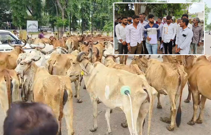 સાવરકુંડલાના સીમરણમાં માલધારી સમાજનો અનોખો વિરોધ, પશુઓ સાથે મામલતદાર કચેરીએ પહોંચ્યા