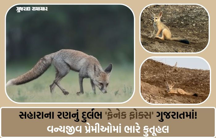 કચ્છના નાના રણમાં કુદરતનો ચમત્કાર: વચ્છરાજ બેટ પાસે જોવા મળ્યું વિશ્વનું સૌથી નાનું શિયાળ