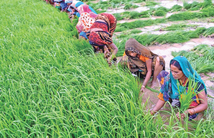 સારા ચોમાસાની અસર : ખરીફ વાવણી વિસ્તાર 708  લાખ હેક્ટરને વટાવી ગયો
