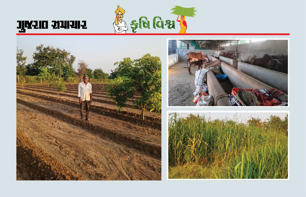 પ્રાકૃતિક ખેતીના કારણે લીલો ઘાસચારો અને કપાસના છોડ બચી જતા ખેતીખર્ચ બચી ગયો