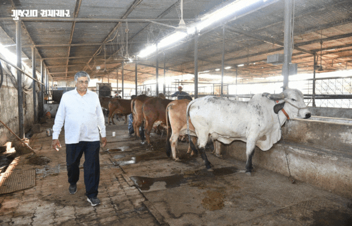ગૌસેવાથી લાખોની કમાણી: મહેન્દ્રભાઈ બન્યા ગાંધીનગર જિલ્લાના 'શ્રેષ્ઠ પશુપાલક', મરઘા રાખ્યા સિક્યુરિટી ગાર્ડ તરીકે