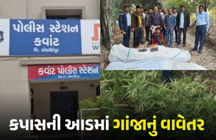 VIDEO | છોટાઉદેપુર: સીંગલદા ગામમાં કપાસની આડમાં કરાયેલું ગાંજાનું વાવેતર ઝડપાયું, ખેતર માલિકની અટકાયત