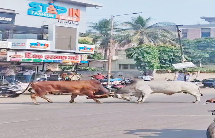 નડિયાદના પીજ રોડ પર આખલા યુદ્ધ, વાહનોને પણ અડફેટે લીધા
