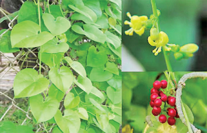 ઉનાળાના અમૃત - (3)                                        .