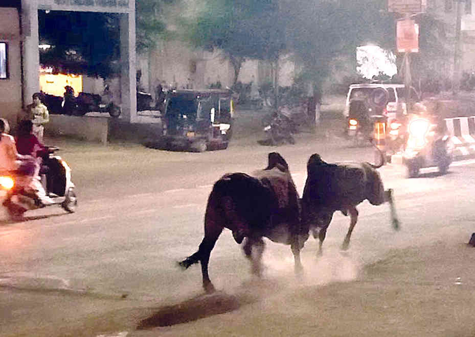 ભરૂચના લિંક રોડ ઉપર  તોફાને ચઢેલા બે  આખલાએ  મહિલાને એડફેટમાં લેતા ઈજા