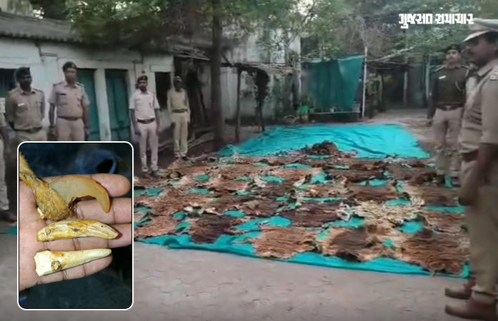 નર્મદા: રાજપીપળાના મંદિરના બંધ રૂમમાંથી મળ્યા વાઘના 37 શંકાસ્પદ ચામડા અને નખ! વન વિભાગ પણ ચોંકી ઉઠ્યું
