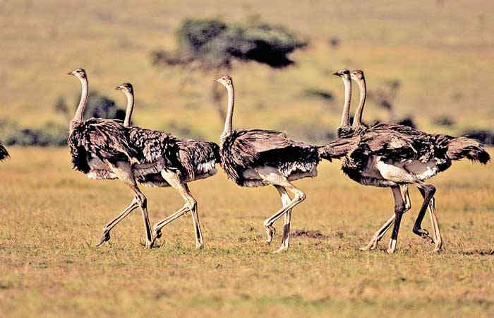 જંગલબૂક: સૌથી મોટાં પ્રાણી - પક્ષી
