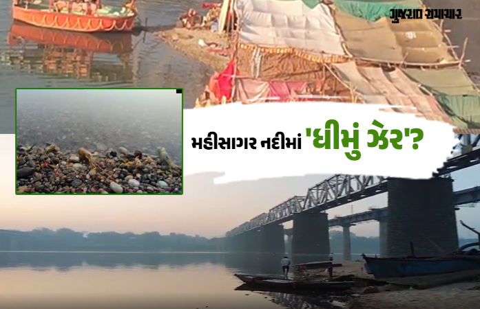 મહીસાગર નદીમાં ઝેરી પ્રવાહી નાખી માછલી-જિંઘા મારવાનો આક્ષેપ, વડોદરા-આણંદના પીવાના પાણી પર તોળાતું જોખમ