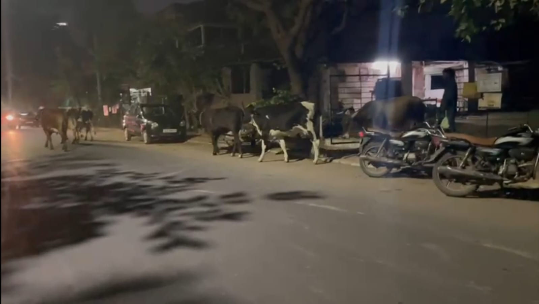 હાઈકોર્ટના જજીસ રહે છે તેવા જજીસ બંગલા વિસ્તારના રહીશોની પશુ પકડવા મ્યુ.કમિશનરને રજૂઆત