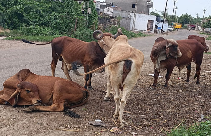 રાજકોટ જિલ્લામાં 70,000 જેટલા ખૂંખાર ખૂંટિયા 'ન ઘરના ન ઘાટના' !