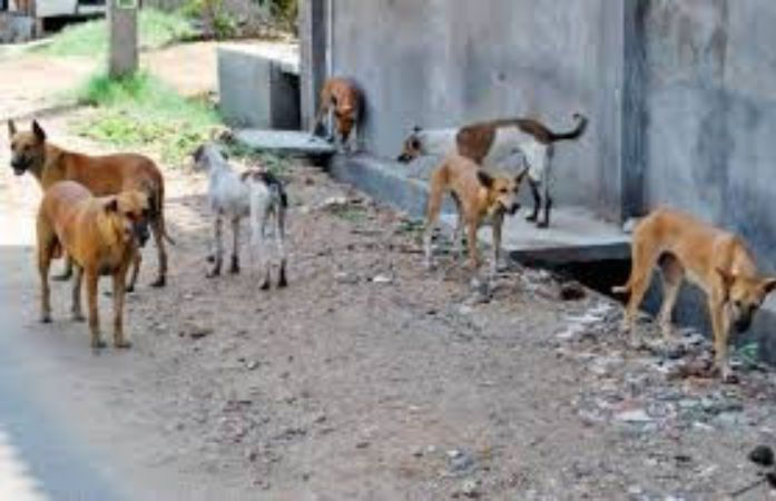 દેવભૂમિ દ્વારકા: સલાયામાં રખડતા શ્વાનનો હાહાકાર, એક જ દિવસમાં 8 લોકો બચકા ભર્યા