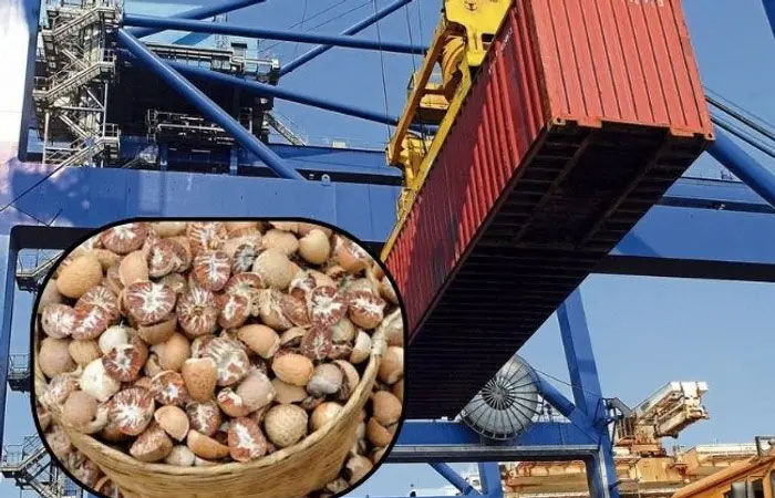 Betel nut scandal 2.0: ₹3 crore worth betel nuts seized at Mundra port