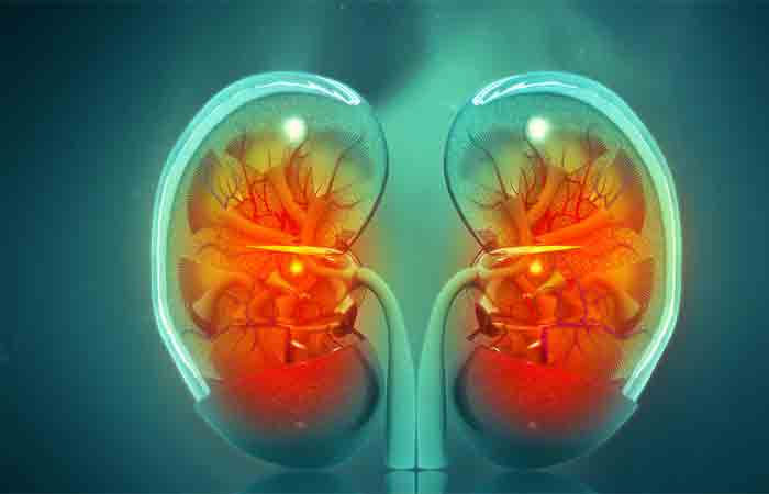 New artificial kidney-like device to free patients from dialysis