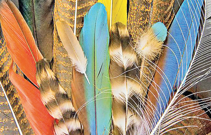 પક્ષીઓનાં પીંછાંની અદ્ભૂત રચના