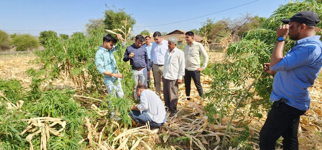 મકાઇની ખેતીની આડમાં ગાંજાના છોડનું પણ વાવેતર ઝડપાયું