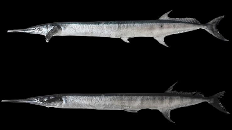 Two new species of needlefish from Indian waters identified by CMFRI
