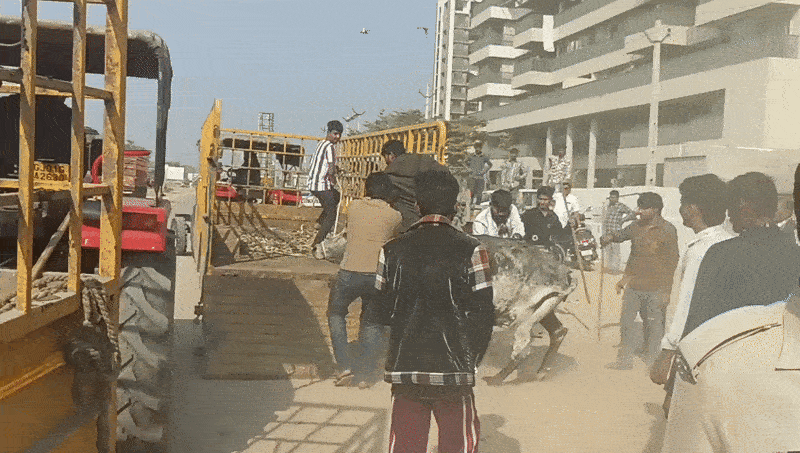 અમદાવાદ: રખડતાં ઢોરને પકડવા ગયેલી ટીમ સાથે માથાકૂટ કરી ઢોરને ભગાડી મૂક્યા, પશુ માલિકો સામે ફરિયાદ નોંધાઈ