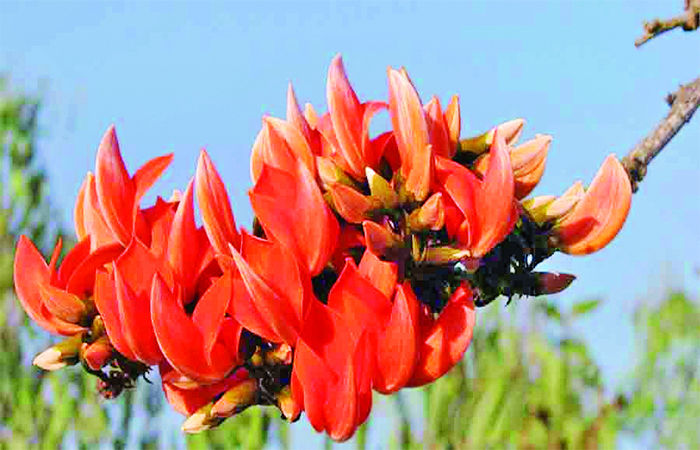 વસંતના આગમનની છડી પોકારતો 'કેસૂડો'