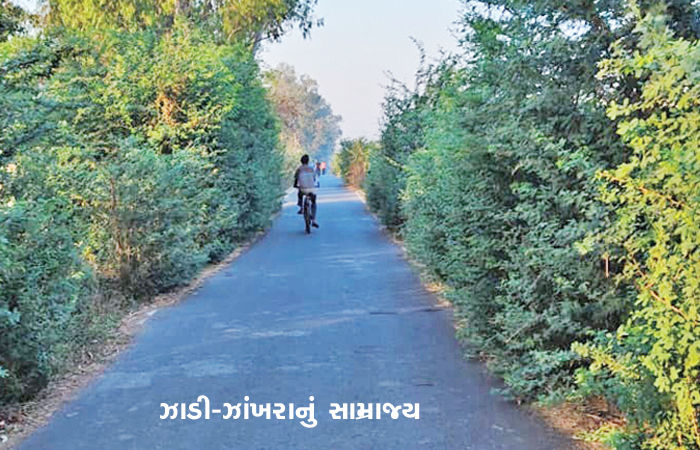 નડિયાદના કોલેજ રોડ નહેરથી ફતેપુરા રિંગરોડ પર ઝાડી-ઝાંખરાનું સામ્રાજ્ય
