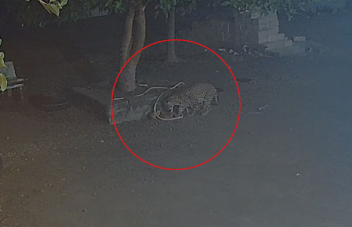 વડિયા પંથકમાં ફફડાટ: સિંહો બાદ હવે દીપડાની દહેશત, હનુમાન ખીજડિયામાં શ્વાનનો શિકાર CCTVમાં કેદ