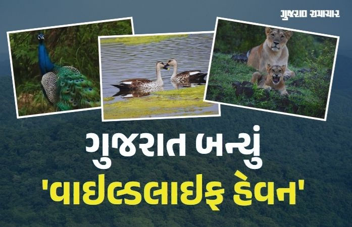 ગુજરાતમાં 891 સિંહ, 2.85 લાખ મોર, યાયાવર પક્ષીઓ 276% વધ્યા, છતાં તેમની સુરક્ષા સામેના પડકારો યથાવત્