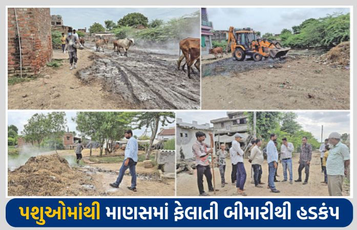 ધોળકાના પીસવાડા ગામમાં કોંગો ફીવરથી આધેડનું મોત, પશુઓથી માણસમાં ફેલાતી બીમારીથી તંત્ર ઍલર્ટ